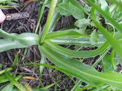 Microseris nigrescens
