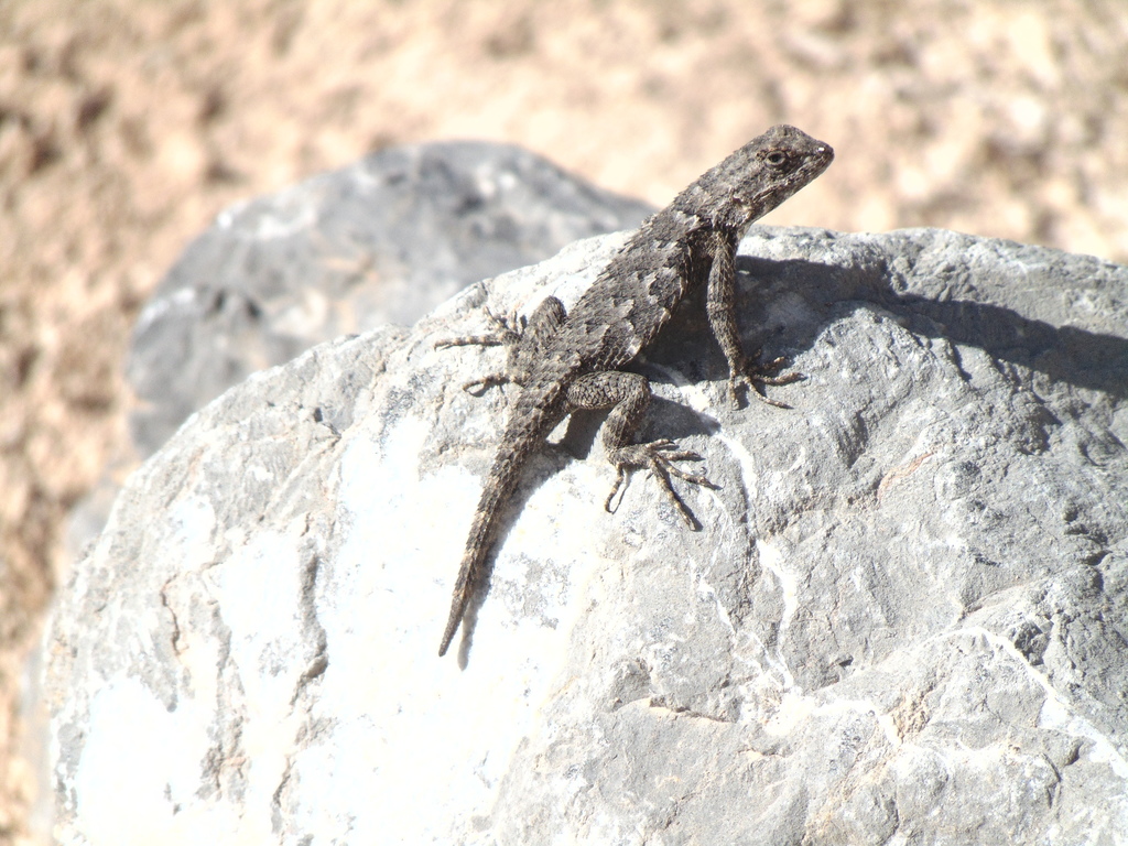 Shy Spiny Lizard