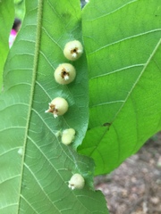 Phylloxera caryaeavellana