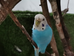 Melopsittacus undulatus