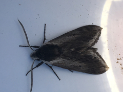 Sphinx perelegans