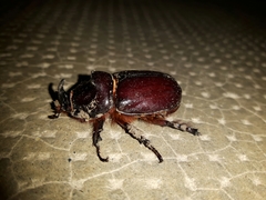 Oryctes nasicornis corniculatus