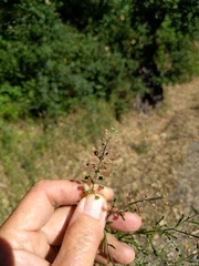 Lepidium nitidum