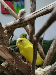 Melopsittacus undulatus