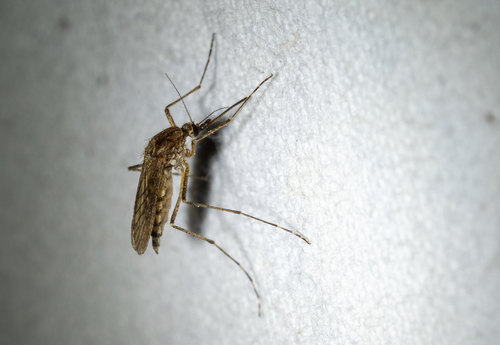 Woodland snowmelt mosquito