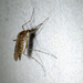 Woodland Mosquito - Photo (c) Forest Jarvis, some rights reserved (CC BY-NC), uploaded by Forest Jarvis