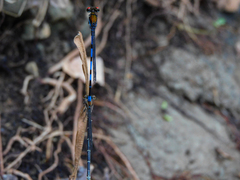 Argia cupraurea