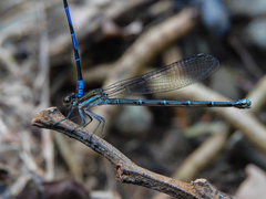 Argia cupraurea