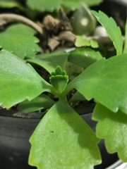Kalanchoe