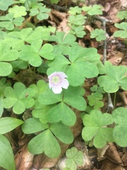 Oxalis montana image