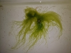 Ulva flexuosa