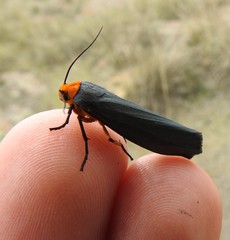 Gnamptonychia ventralis