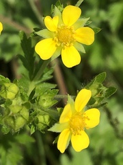 Potentilla norvegica