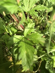 Potentilla norvegica