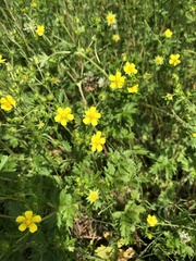 Potentilla norvegica