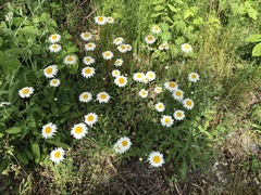 Leucanthemum vulgare