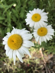 Leucanthemum vulgare