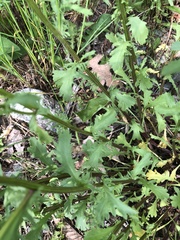 Leucanthemum vulgare