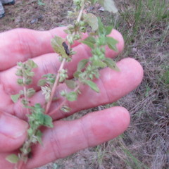Parietaria pensylvanica