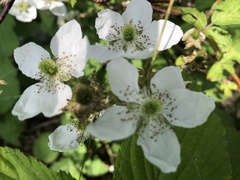 Rubus