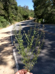 Lepidium nitidum