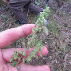 Parietaria pensylvanica