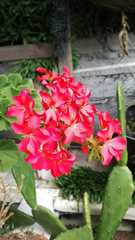 Pelargonium × hybridum