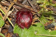 Corybas fimbriatus