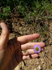 Erigeron foliosus