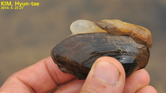 Nodularia breviconcha