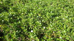 Scaevola coriacea