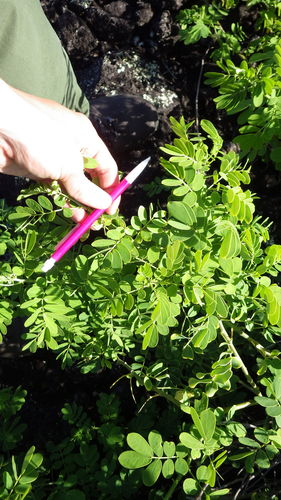 Senna gaudichaudii observed 2017-05-03