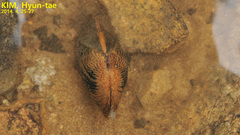 Nodularia breviconcha