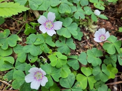 Oxalis montana image