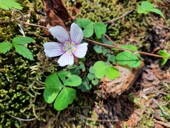 Oxalis montana image