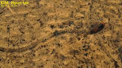 Nodularia breviconcha