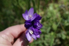 Dipterostemon capitatus