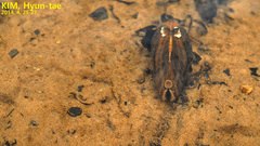 Nodularia breviconcha