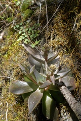 Dudleya cymosa