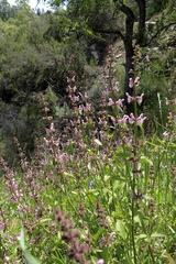 Stachys rigida rigida