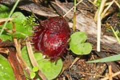 Corybas fimbriatus
