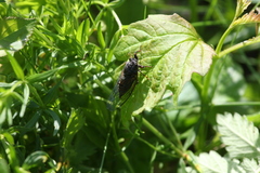 Cicadetta montana