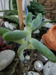 Sedum pachyphyllum