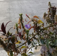 Hygrophila