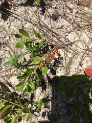 Vaccinium tenellum