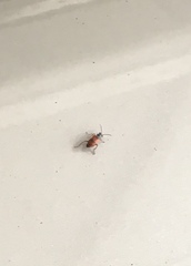 Anthocomus equestris