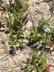 Vaccinium tenellum
