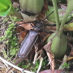 Derobrachus longicornis