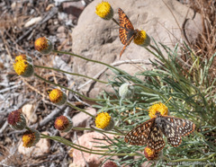 Erigeron bloomeri bloomeri