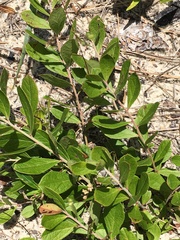Vaccinium tenellum